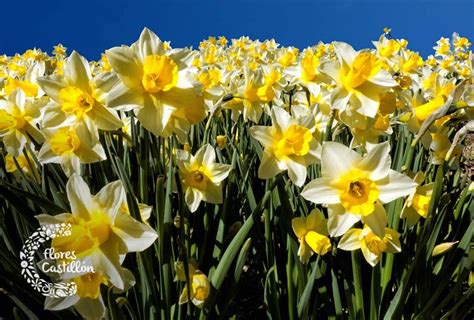 Narcisos: variedades y características Flores .